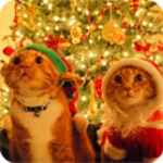 christmas cat live wallpaper android application logo